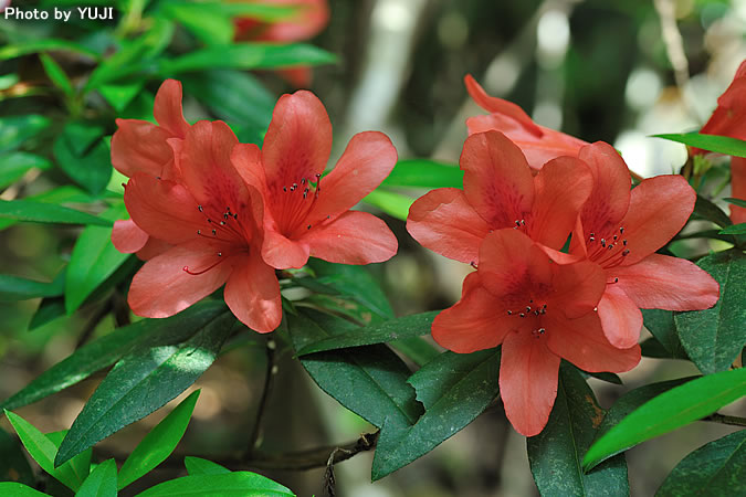 ケラマツツジ Rhododendron scabrum