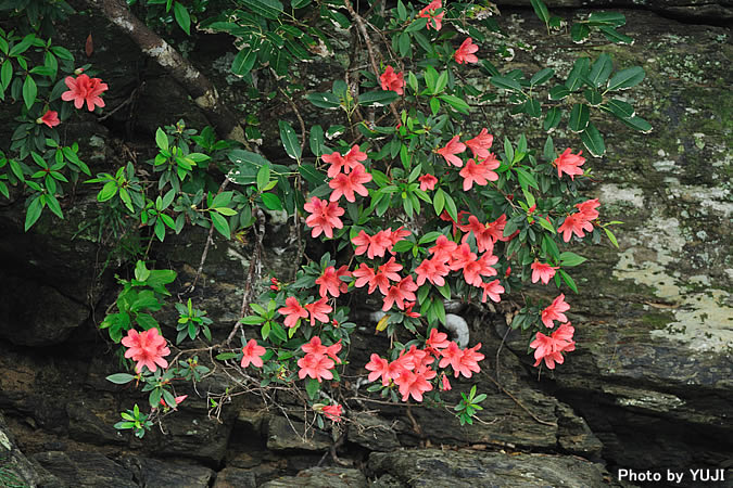 ケラマツツジ Rhododendron scabrum