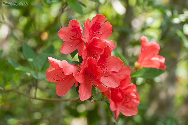 ケラマツツジ Rhododendron scabrum