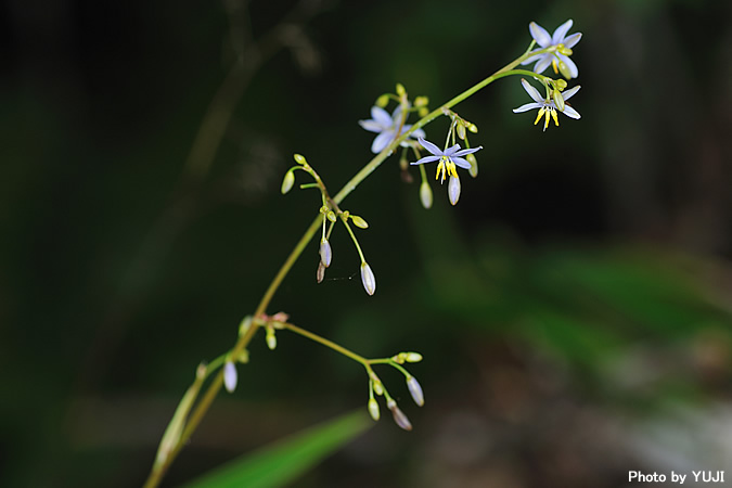 キキョウラン Dianella ensifolia