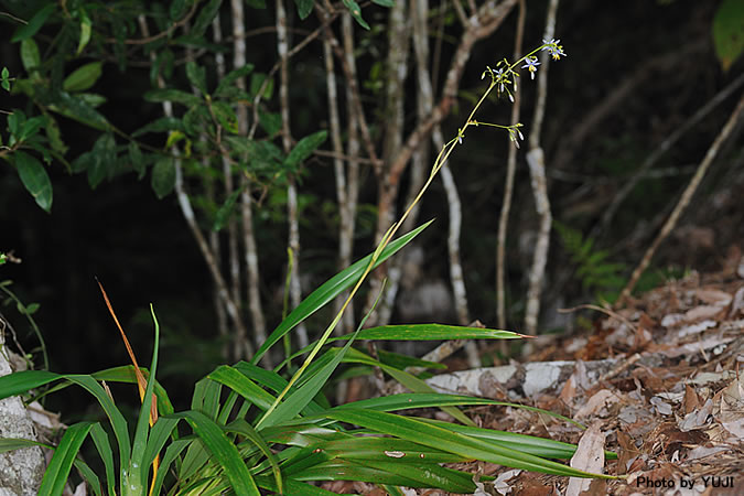 キキョウラン Dianella ensifolia