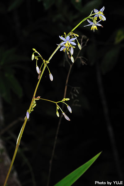 キキョウラン Dianella ensifolia