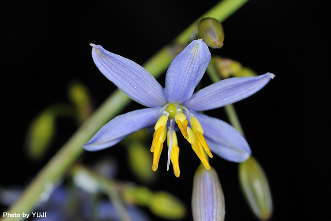 キキョウラン Dianella ensifolia