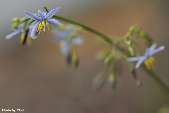 キキョウラン Dianella ensifolia