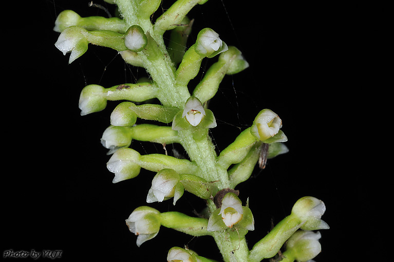 キンギンソウ Goodyera procera