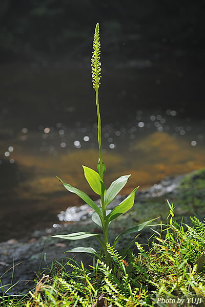 キンギンソウ Goodyera procera