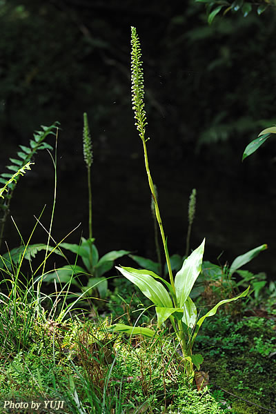 キンギンソウ Goodyera procera