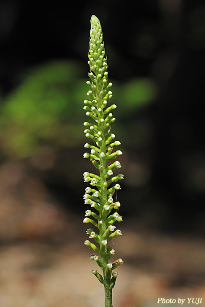 キンギンソウ Goodyera procera