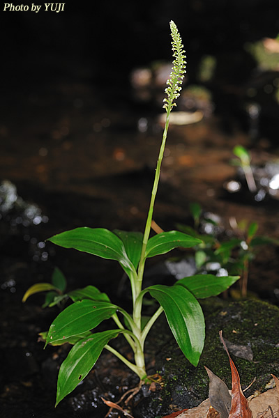 キンギンソウ Goodyera procera