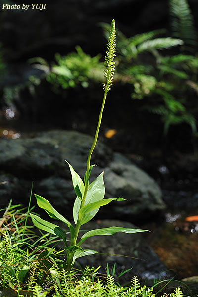 キンギンソウ Goodyera procera