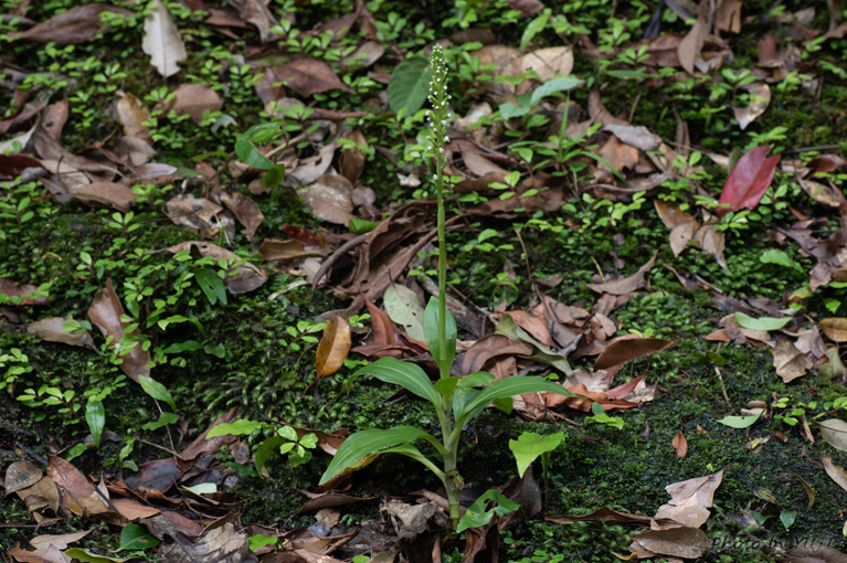 キンギンソウ Goodyera procera