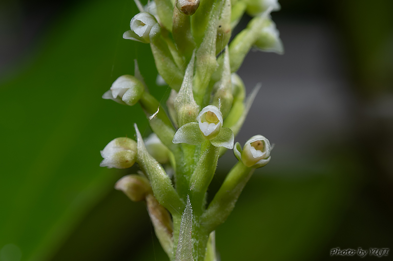 キンギンソウ Goodyera procera