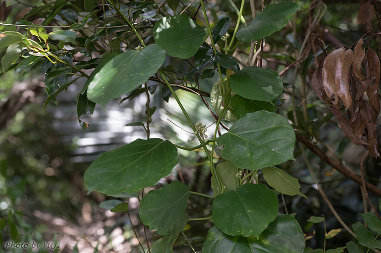 キジョラン Marsdenia tomentosa