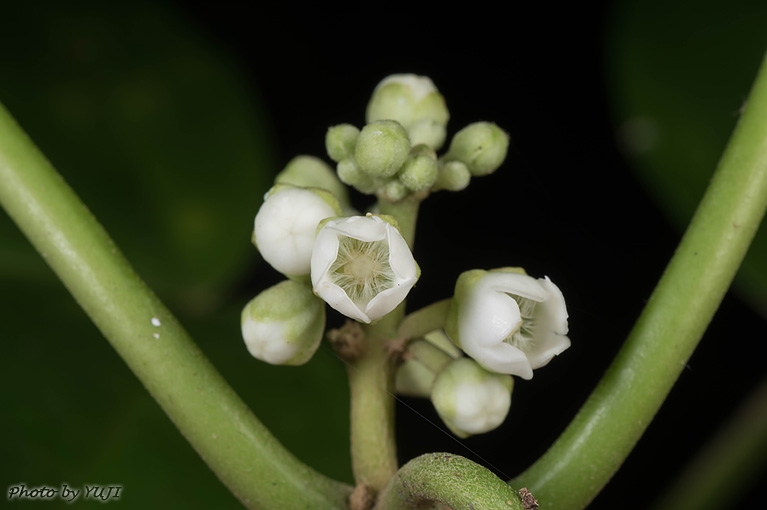 キジョラン Marsdenia tomentosa