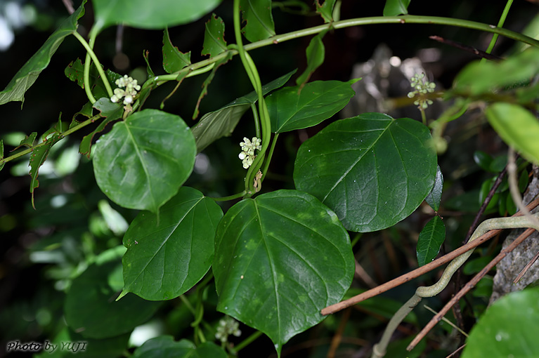 キジョラン Marsdenia tomentosa