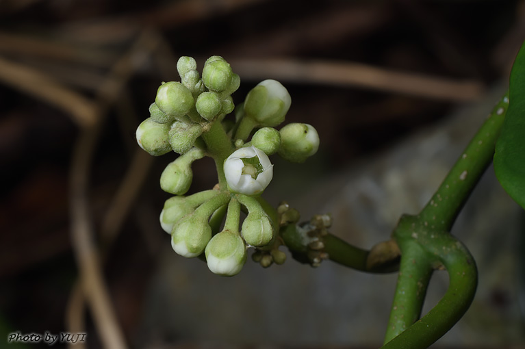 キジョラン Marsdenia tomentosa