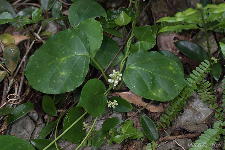 キジョラン Marsdenia tomentosa