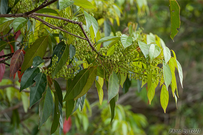 コバンモチ Elaeocarpus japonicus
