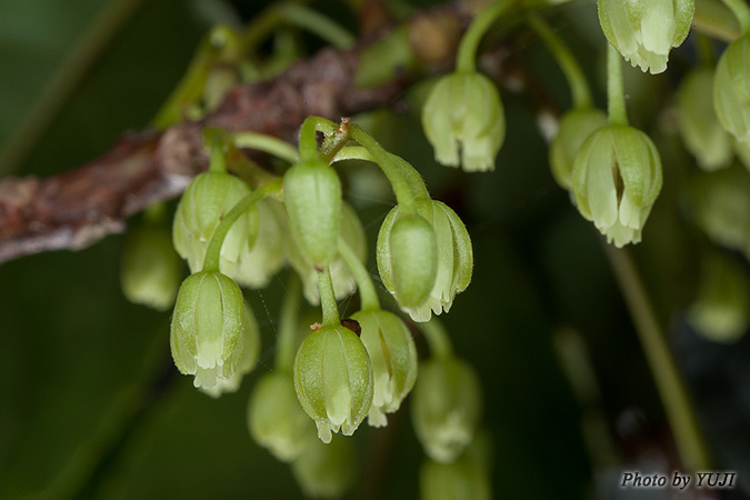 コバンモチ Elaeocarpus japonicus