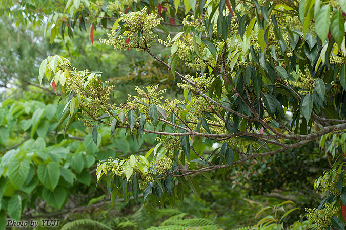 コバンモチ Elaeocarpus japonicus