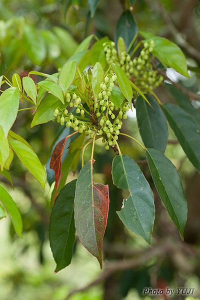 コバンモチ Elaeocarpus japonicus