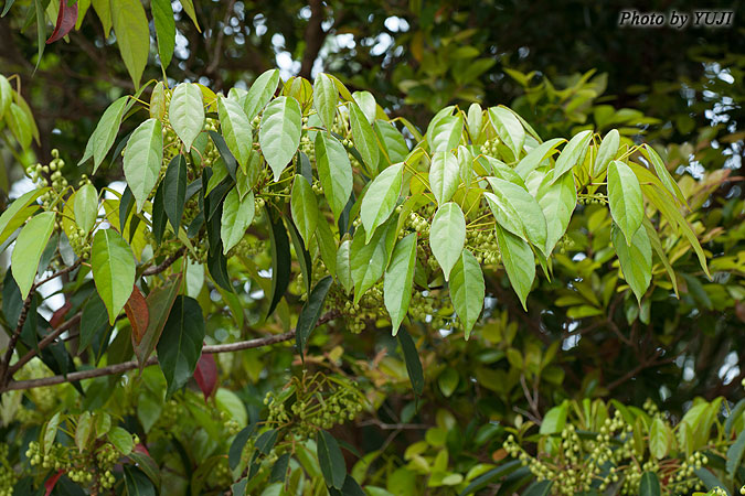 コバンモチ Elaeocarpus japonicus