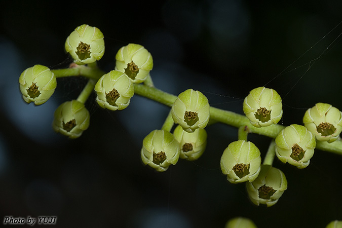 コバンモチ Elaeocarpus japonicus