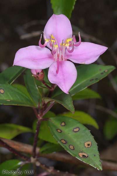 コバノミヤマノボタン Bredia okinawensis