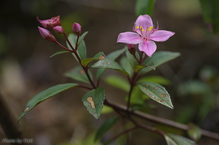 コバノミヤマノボタン Bredia okinawensis