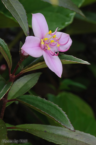 コバノミヤマノボタン Bredia okinawensis