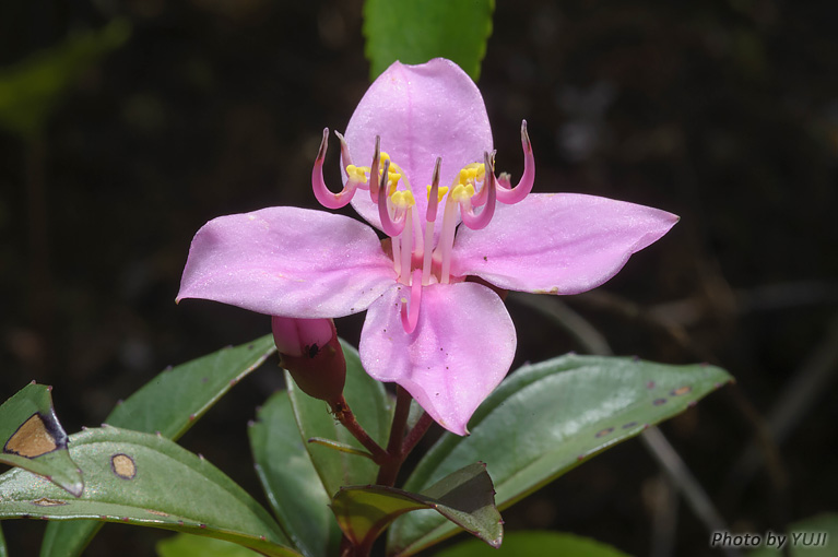 コバノミヤマノボタン Bredia okinawensis