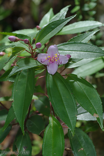 コバノミヤマノボタン Bredia okinawensis