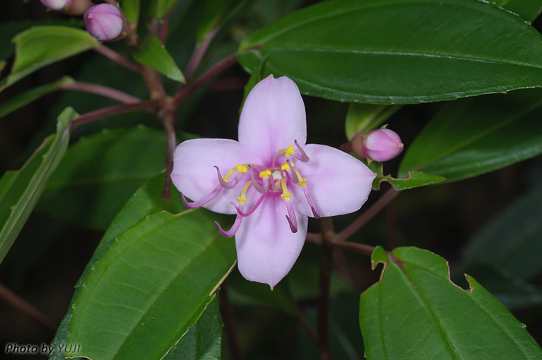 コバノミヤマノボタン Bredia okinawensis