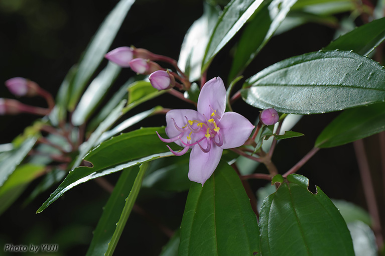 コバノミヤマノボタン Bredia okinawensis