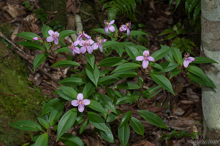 コバノミヤマノボタン Bredia okinawensis