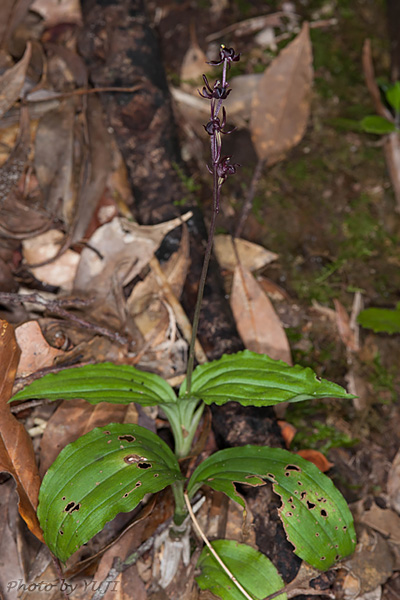 コクラン Liparis nervosa