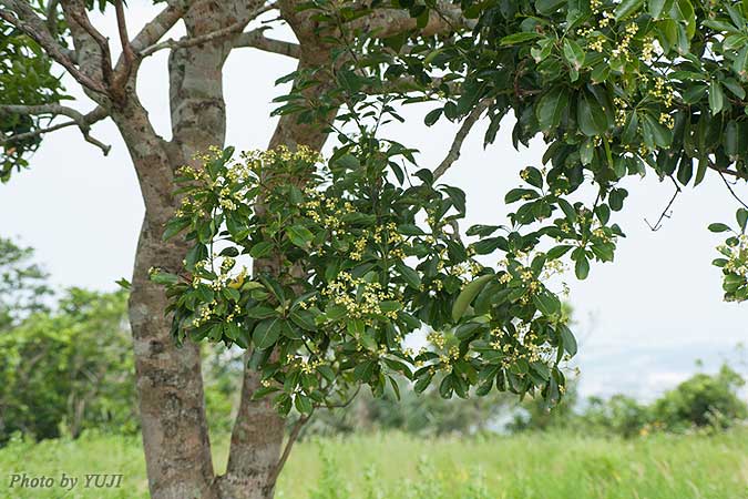 コクテンギ Euonymus tanakae