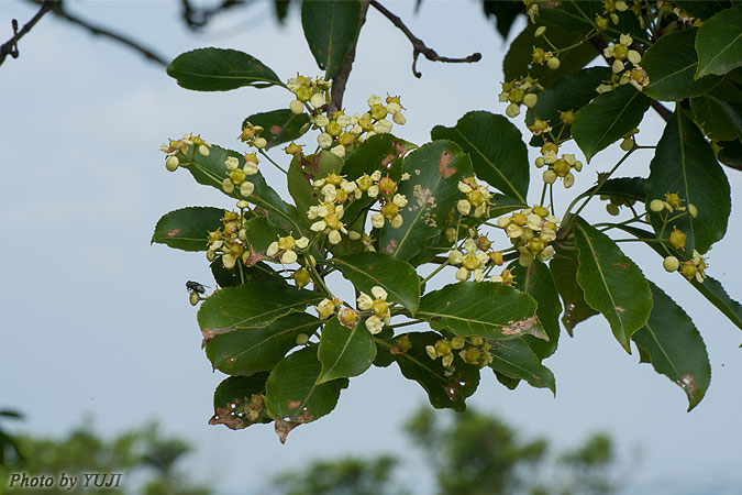 コクテンギ Euonymus tanakae