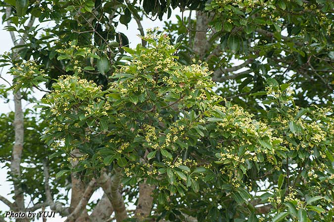 コクテンギ Euonymus tanakae