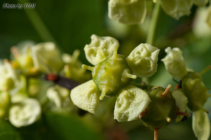 コクテンギ Euonymus tanakae