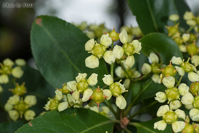 コクテンギ Euonymus tanakae