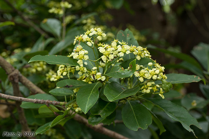 コクテンギ Euonymus tanakae