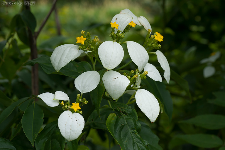 コンロンカ Mussaenda parviflora 