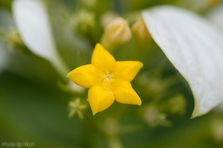 コンロンカ Mussaenda parviflora 