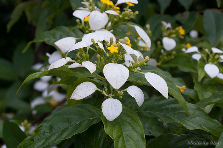 コンロンカ Mussaenda parviflora 