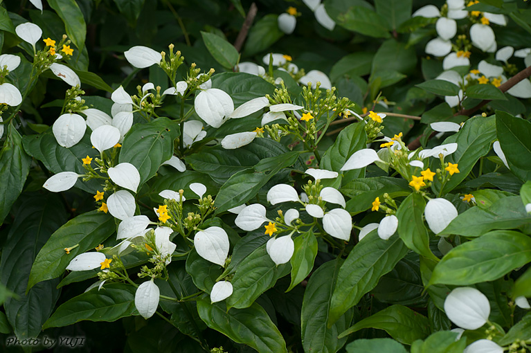 コンロンカ Mussaenda parviflora 