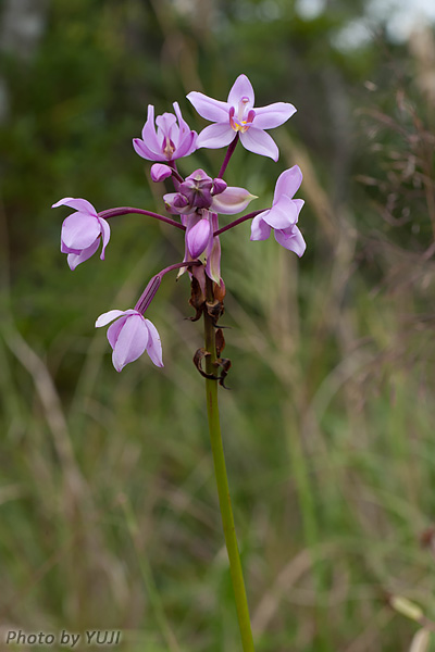 コウトウシラン Phaius tankervilleae