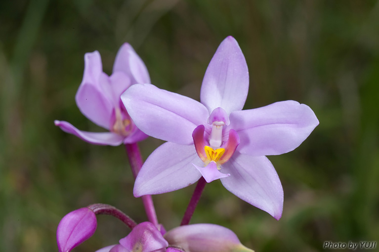 コウトウシラン Phaius tankervilleae