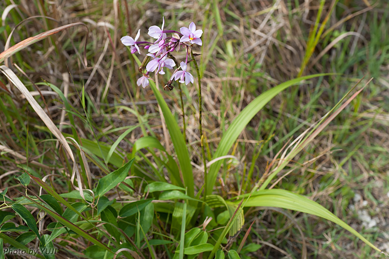 コウトウシラン Phaius tankervilleae