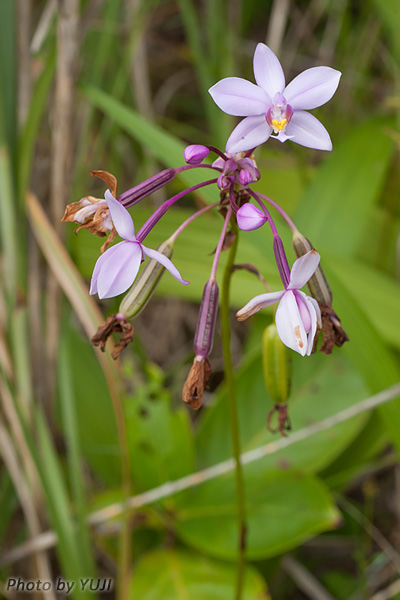 コウトウシラン Phaius tankervilleae